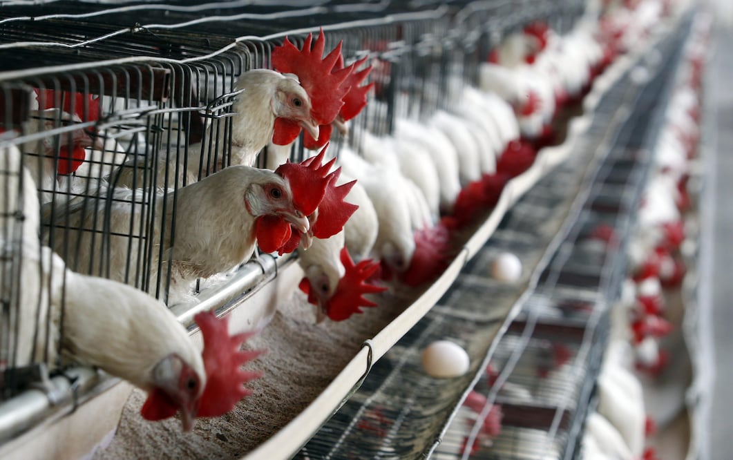 Los resultados del estudio también confirman la importancia de prevenir las infecciones por H5N1 en animales. Foto: EFE/Archivo