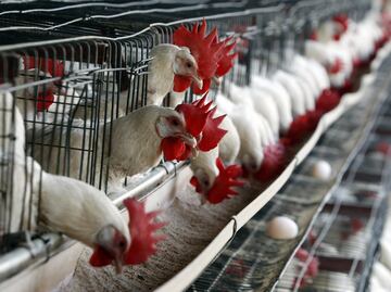 Detectan primer caso humano de gripe aviar H5N1 en Texas