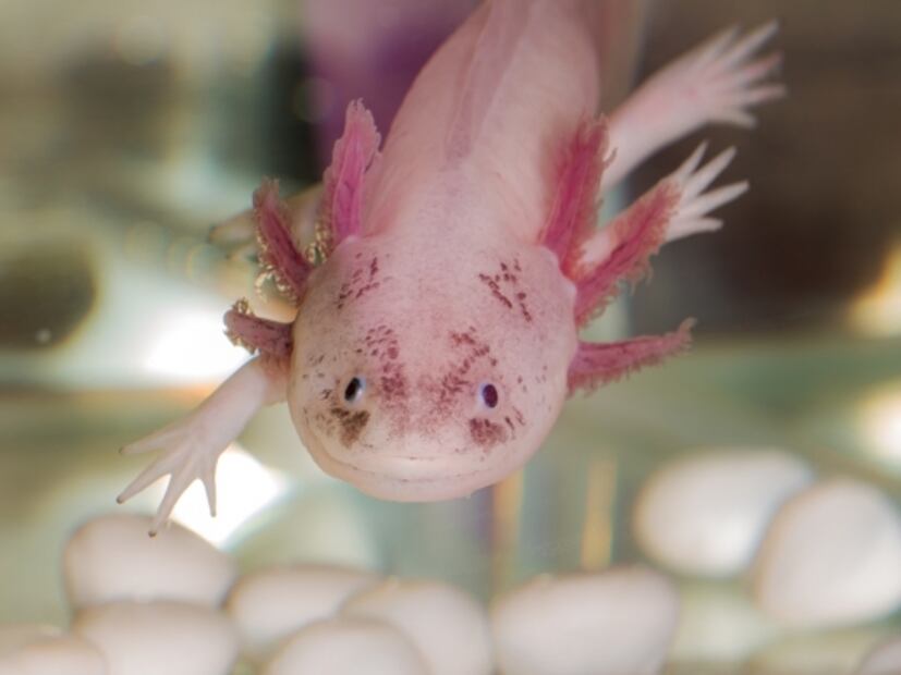 Acuario Inbursa organiza recorrido virtual dedicado al ajolote