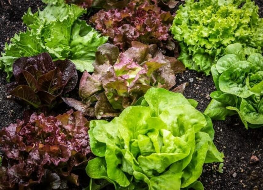 Conoce qué hierbas y hortalizas puedes cultivar en casa 