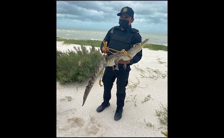 En plena tormenta tropical “Grace” atrapan un cocodrilo en aguas de Uaymitun, Yucatán
