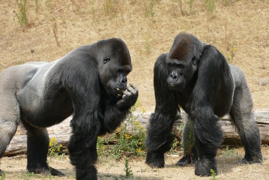 Los gorilas son animales que viven en grupos de varios miembros. Foto: Pixabay
