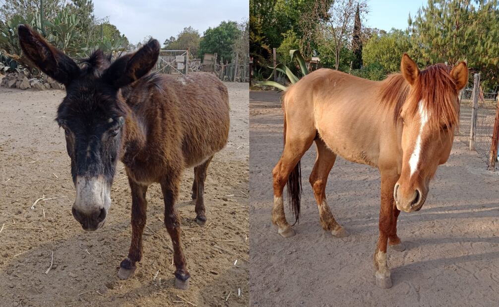 Reportan robo de burritos y caballos de "Burrolandia". Foto: Redes sociales
