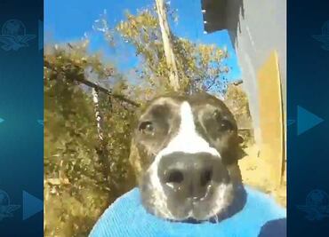 Perro roba cámara y se graba mientras huye