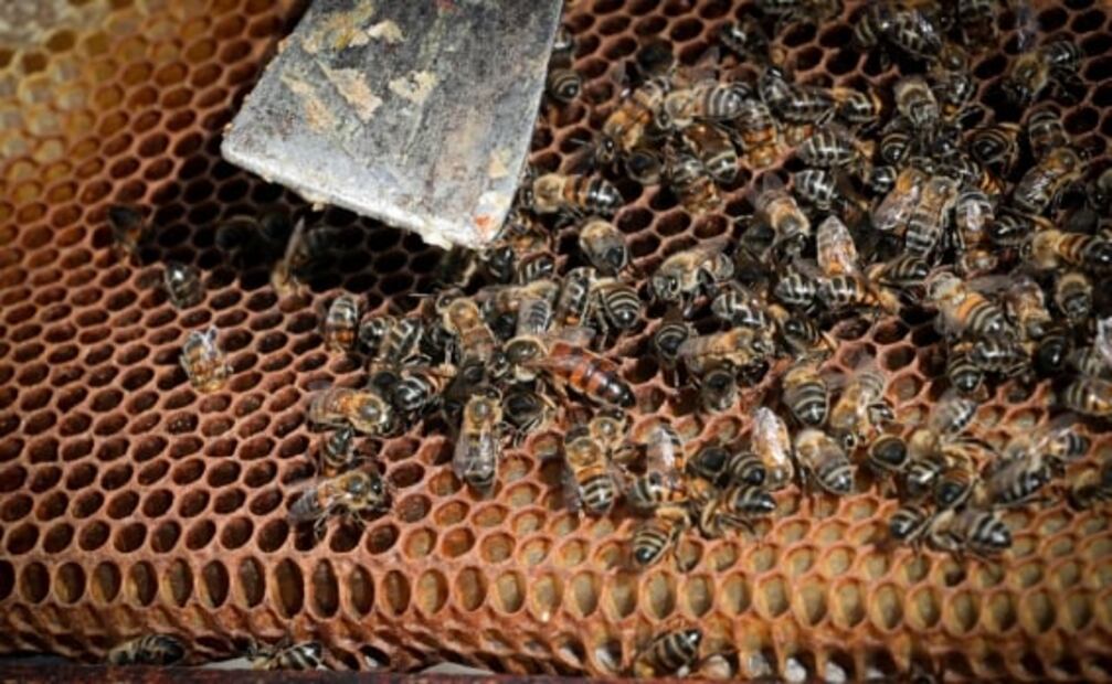 Detectan compuestos radiactivos en miel de abeja de EU a más de 50 años de lluvia nuclear