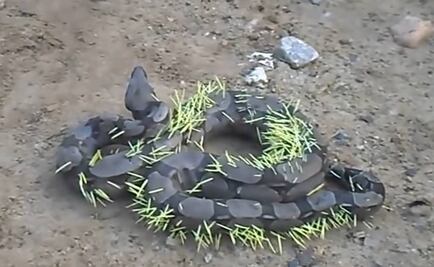 Boa paga doloroso precio por atacar a un puerco espín