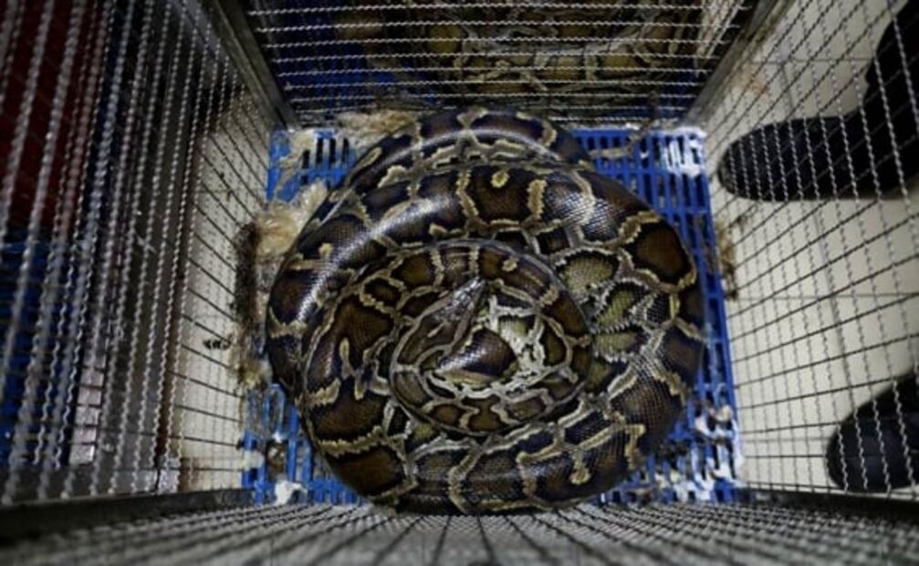 "No te recomiendo que lo hagas", dice encantador de serpientes en Tailandia