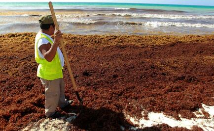 Quitan diariamente algas apestosas de playas de Cancún