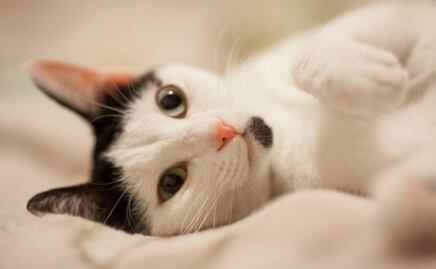 Qué causa la respiración abdominal en gatos; esto es todo lo que necesitas saber, según una veterinaria