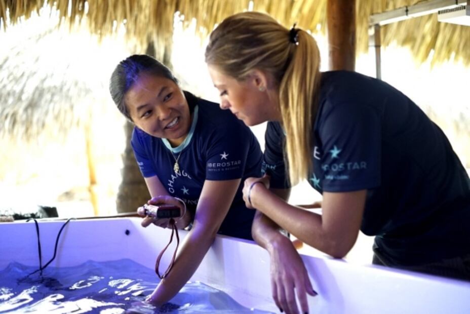 Crean laboratorio en el Caribe para rescatar especies de corales