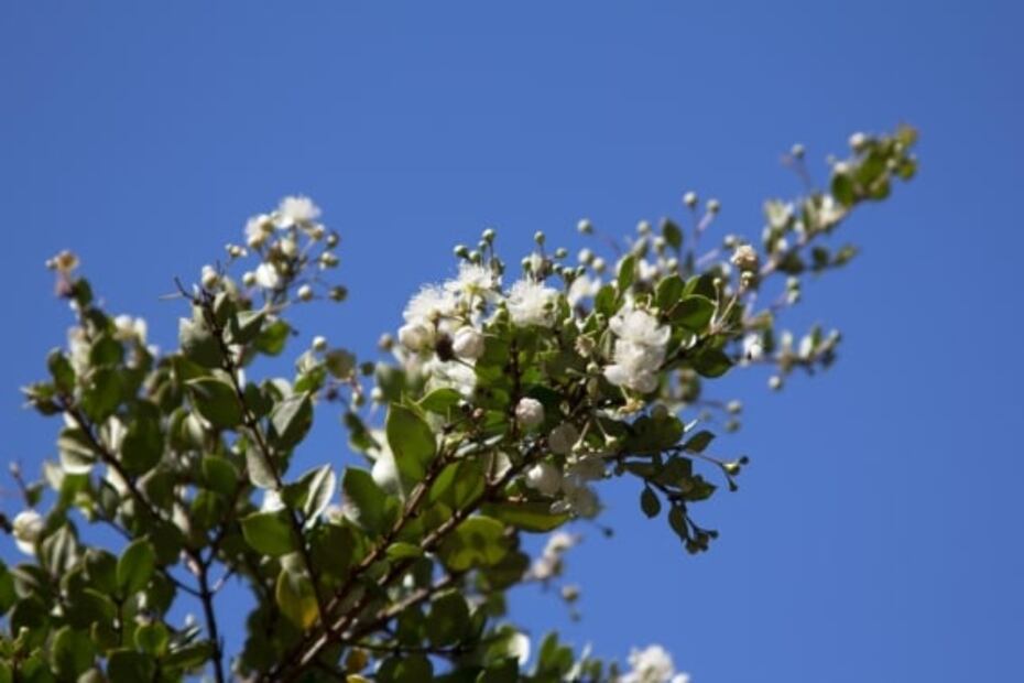 Conoce la infusión de arrayán y aprovecha sus beneficios