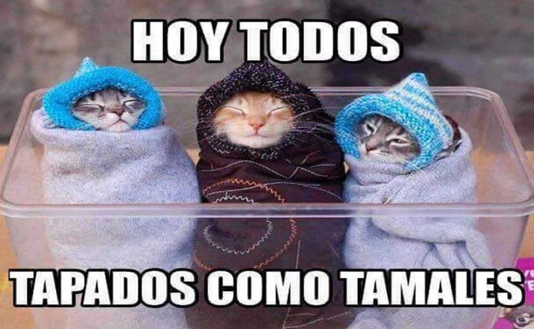 No olvides proteger a tus mascotas durante la temporada de frío - Foto: Tomada de @lolly_lau en Twitter