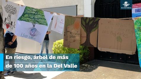 Vecinos se unen para rescatar a ‘Eugenio’,  un fresno de 150 años