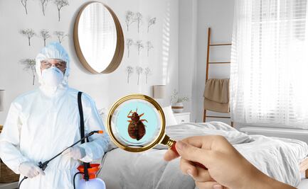 ¿Chinches en casa?; este es el método más efectivo para sacarlas de los muebles de madera