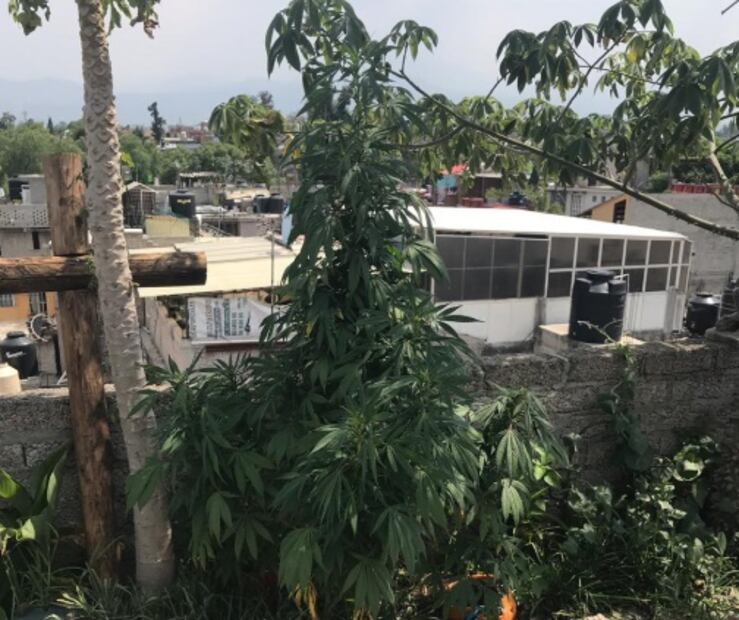 Detienen a 10 miembros de “Los Bangladesh” en Coyoacán; producían su propia marihuana