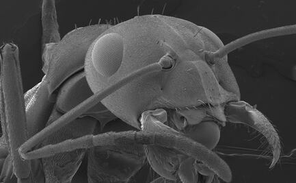 Así se relacionan bacterias y hormigas por una forma de vida compleja