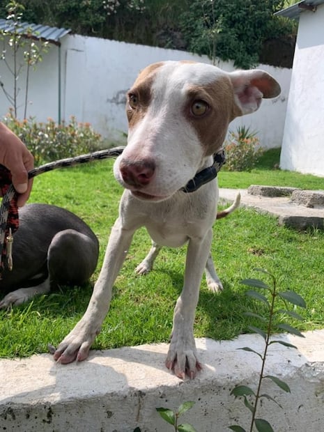 Rescatan a 16 perritos abandonados en un predio de Toluca; los darán en adopción 
