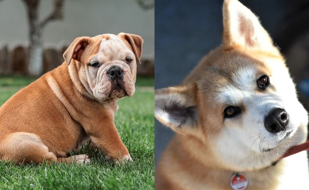 Bulldog inglés y Akita Inu. Fuente: Pixabay