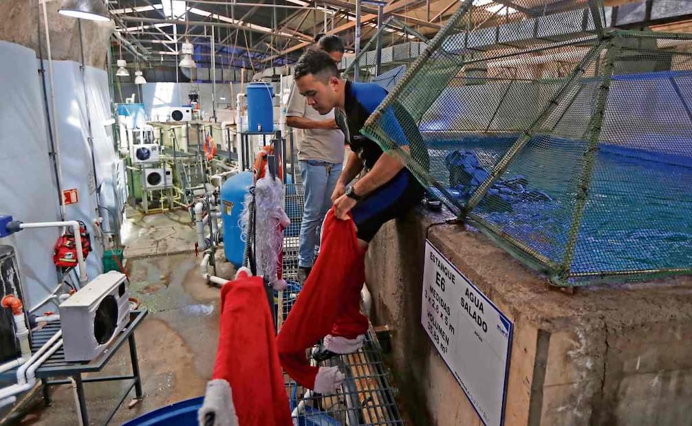 El buzo se prepara en la parte superior del estanque E6, con 5 metros de profundidad, y baja al escenario. Foto: Miguel García / EL UNIVERSAL