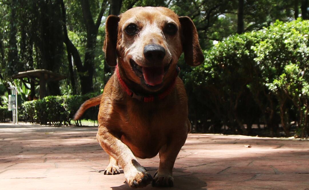 Un lomito feliz paseando en el parque. Foto: EL UNIVERSAL