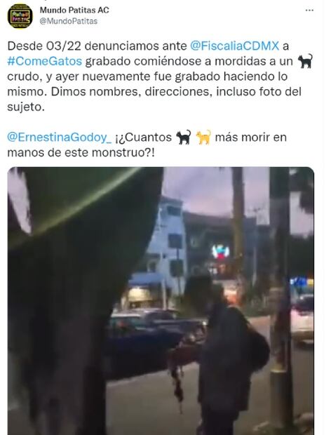 "Come gatos" en Azcapotzalco: ¿Cuáles son las penas sobre maltrato animal en la CDMX?