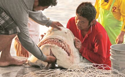 Sólo el 13 % del agua de los océanos permanece virgen