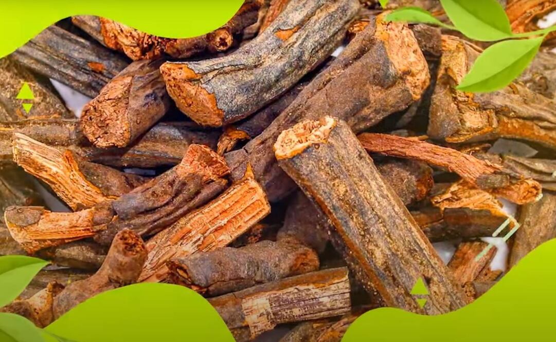 El cuachalate tiene múltiples beneficios. Imagen: UNAM