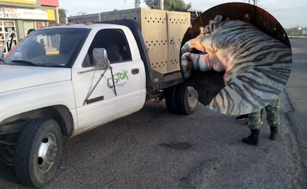 Rescatan a dos tigres blancos de bengala tras cateo a finca de Culiacán; son llevados al Santuario Natural Ostok