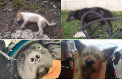 Denuncian muerte de 15 perros en Almoloya de Juárez, Edomex; presuntamente fueron envenenados