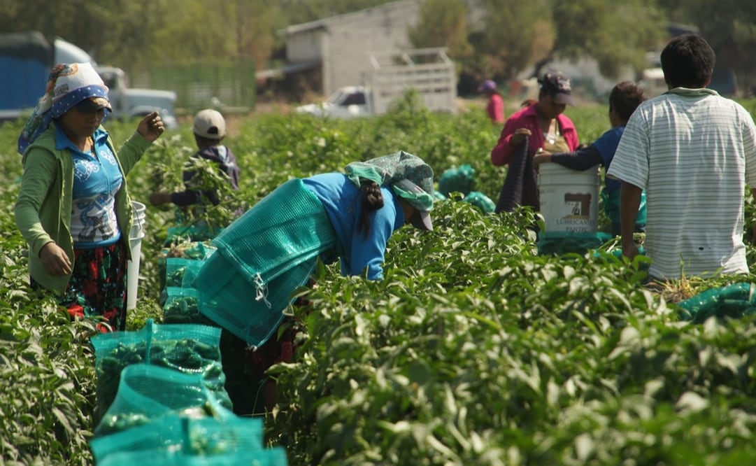 En el último año, el Concejo de Jornaleros Agrícolas de la Montaña ha documentado que salieron unos 17 mil 775 jornaleros a Sinaloa, Chihuahua, Zacatecas, Michoacán y Baja California. Fotos: Especiales