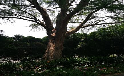 Declaran Patrimonio Natural a otros dos ahuehuetes de CDMX; estarán protegidos por la Sedema