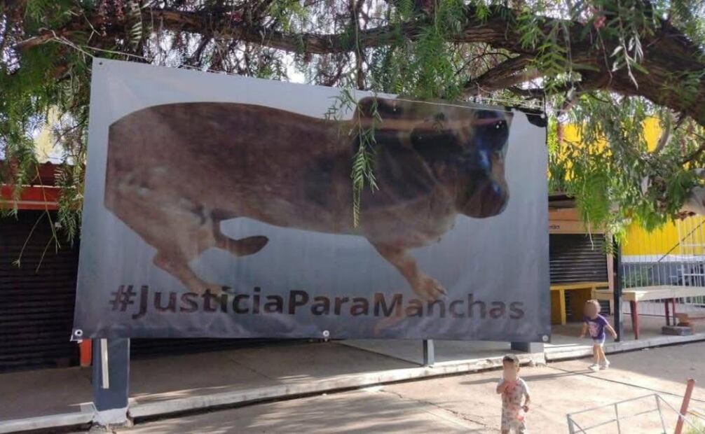 Exigen justicia para la perrita Manchas en Zacatecas (18/08/2025). Foto: Especial