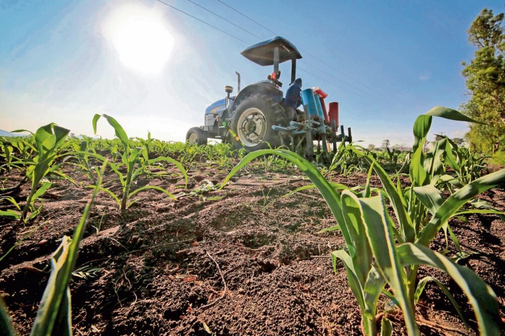 El 25 de mayo se llevará a cabo el Foro sobre Política Agrícola en Sinaloa. Foto: ARCHIVO EL UNIVERSAL