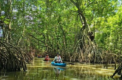 ¿Qué hay en los Pantanos de Centla?