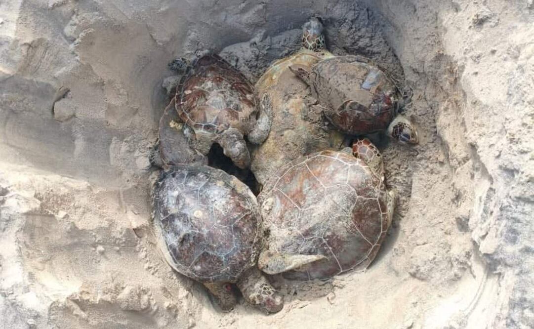 Organización lanza alerta por muerte de tortugas marinas en Playa Bagdad, en Matamoros, Tamaulipas. (17/12/2025). Foto: Especial