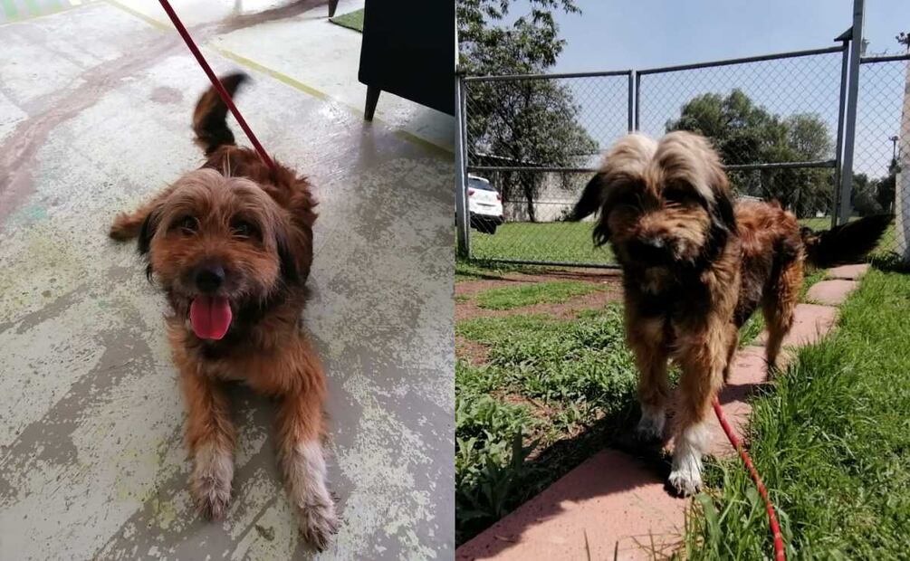 Nina tiene aproximadamente 2 años de edad. Su pelaje predominante es de color café y por su carácter juguetón y cariñoso es indudable que puede ser una gran amiga para niñas y niños e incluso para adultos. Fotos: Especiales
