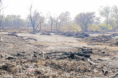 Deforestación se reduce en México