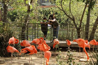 El proceso de envejecimiento en las especies puede haberse descifrado