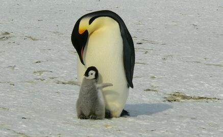 Ofrecen trabajo en la Antártida contando pingüinos
