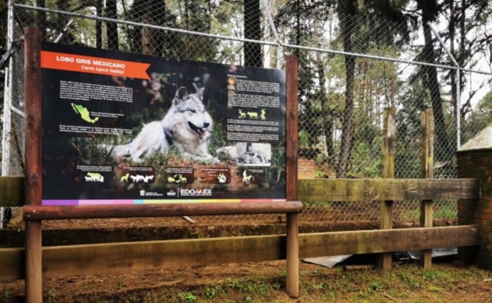 Lobo gris escapa de albergue en Tenancingo; inician búsqueda para hallarlo sano y con vida