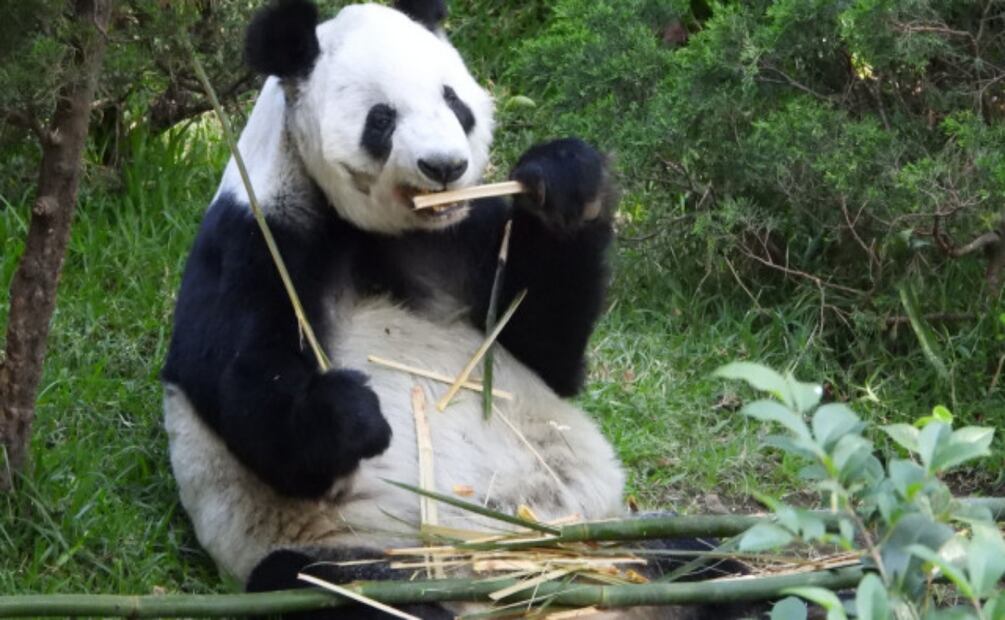 Xin Xin cumple 35 años; la única panda gigante de Latinoamérica será celebrada en Chapultepec. Foto: Especial