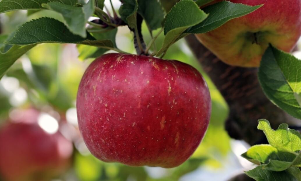 ¿Para qué sirve el vinagre de manzana?