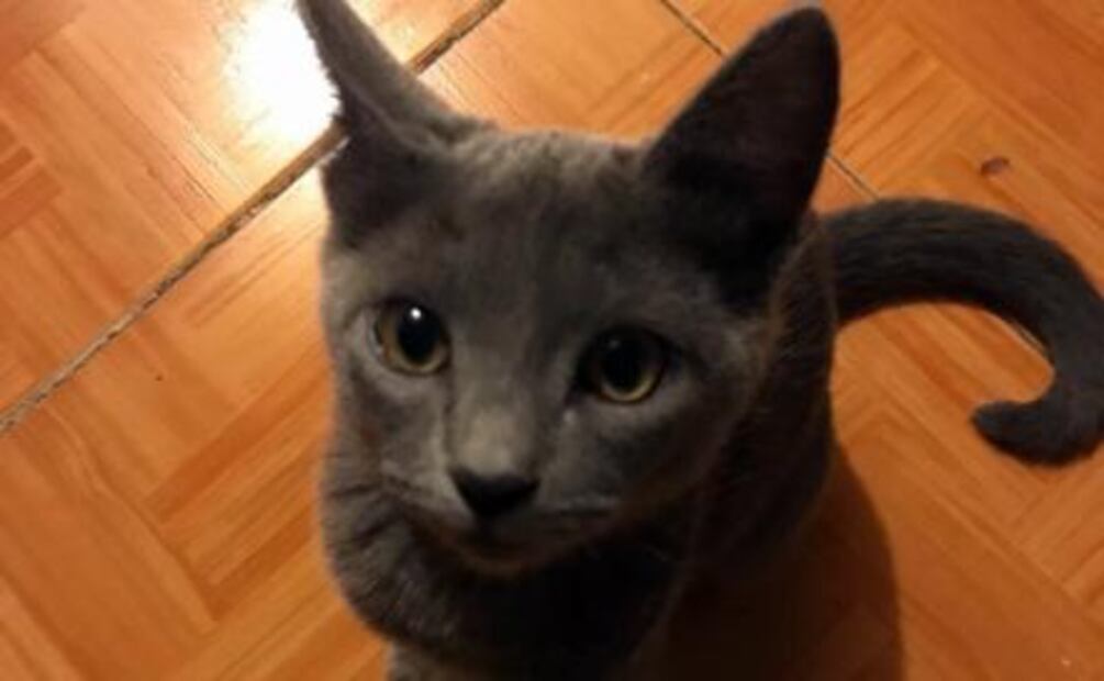 Lo que debes saber sobre el Día Internacional del Gato