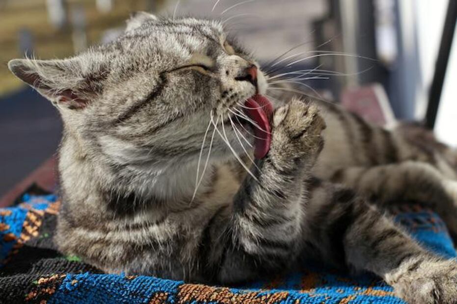 Una tos persistente es una razón válida para acudir al veterinario. Fuente: Freepik.