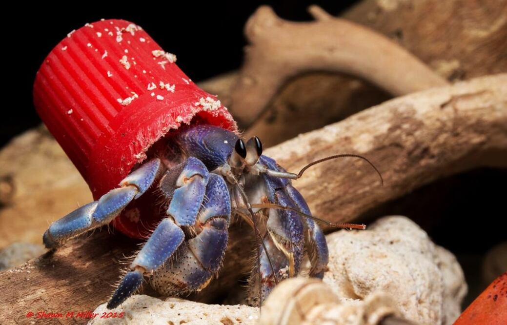Cangrejo ermitaño, protegiéndose de los rayos del Sol con una tapa de plástico.
Foto: Tomada del Instagram de Shawn Miller
