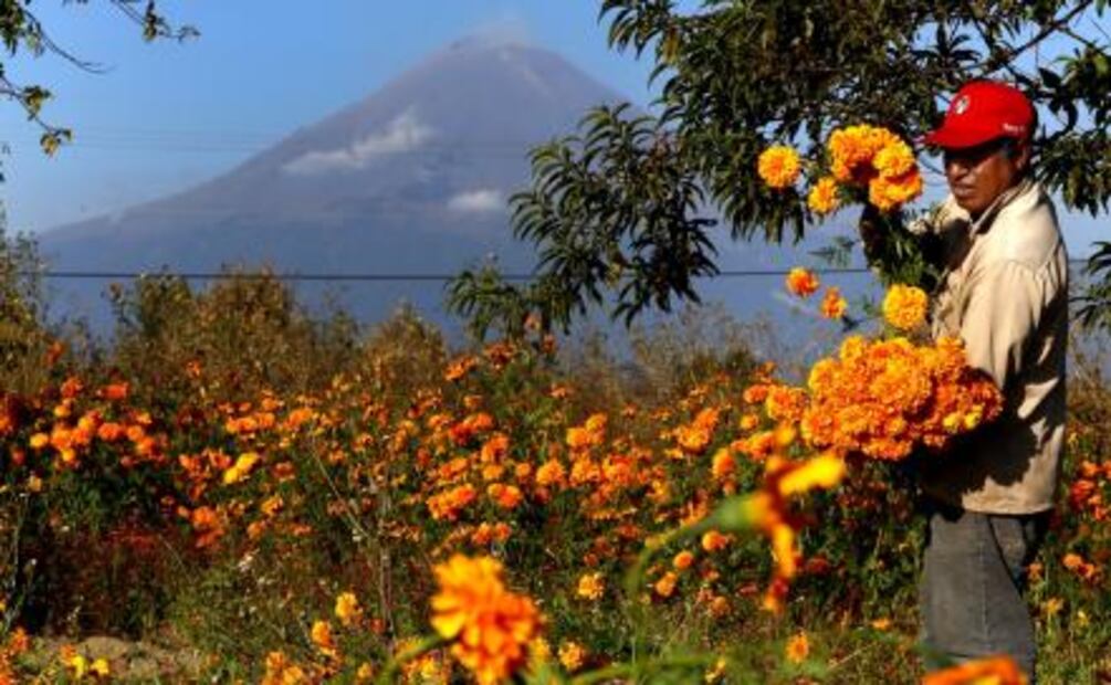 El cempasúchil, la flor de raíces prehispánicas