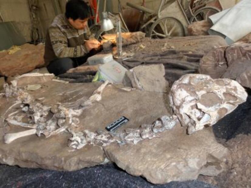 Encuentran una nueva especie de dinosaurio 