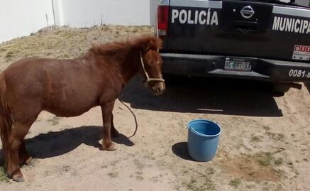 Recuperan a pony robada