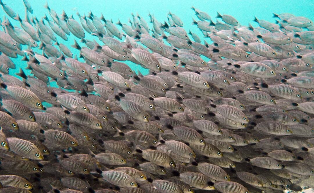 Foto: Archivo El Universal