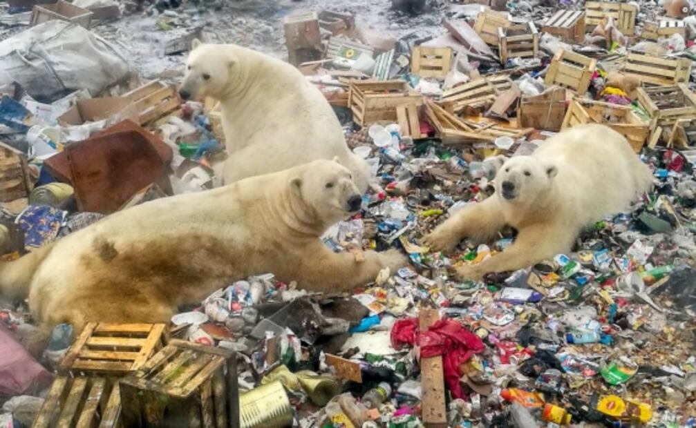 Comer mejor para salvar al planeta, pide la ONU a la humanidad